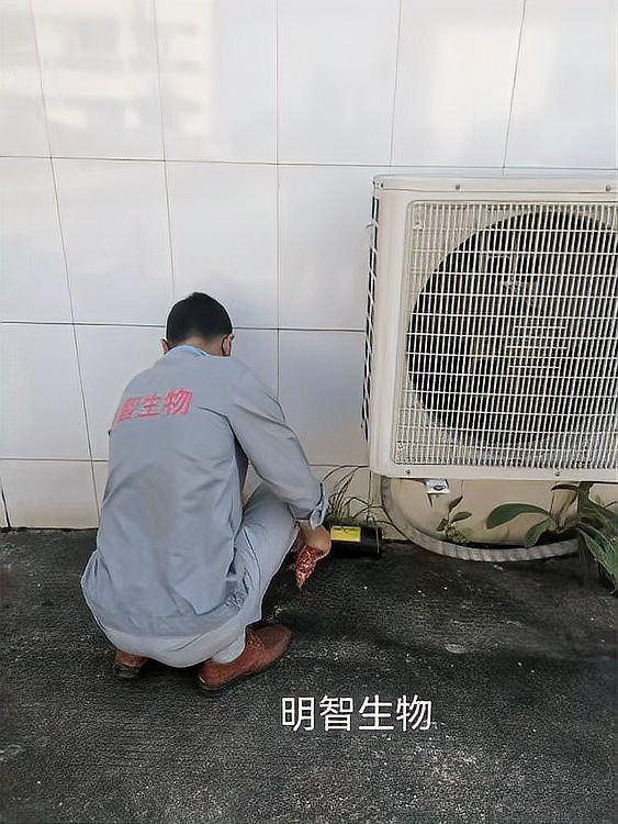 滅鼠公司是當場滅鼠嗎：滅鼠公司是怎么滅鼠的