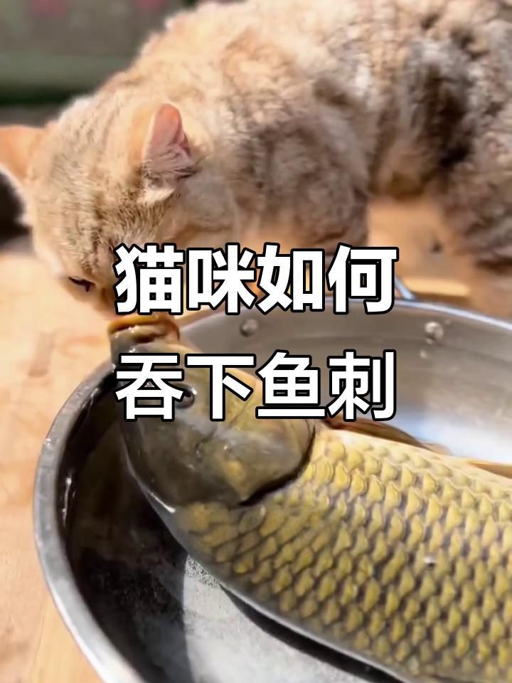 貓吃魚為什么不怕刺：貓吃魚為什么不怕魚刺