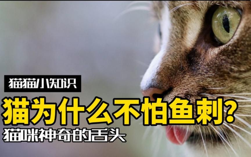 貓吃魚為什么不怕刺：貓吃魚為什么不怕魚刺