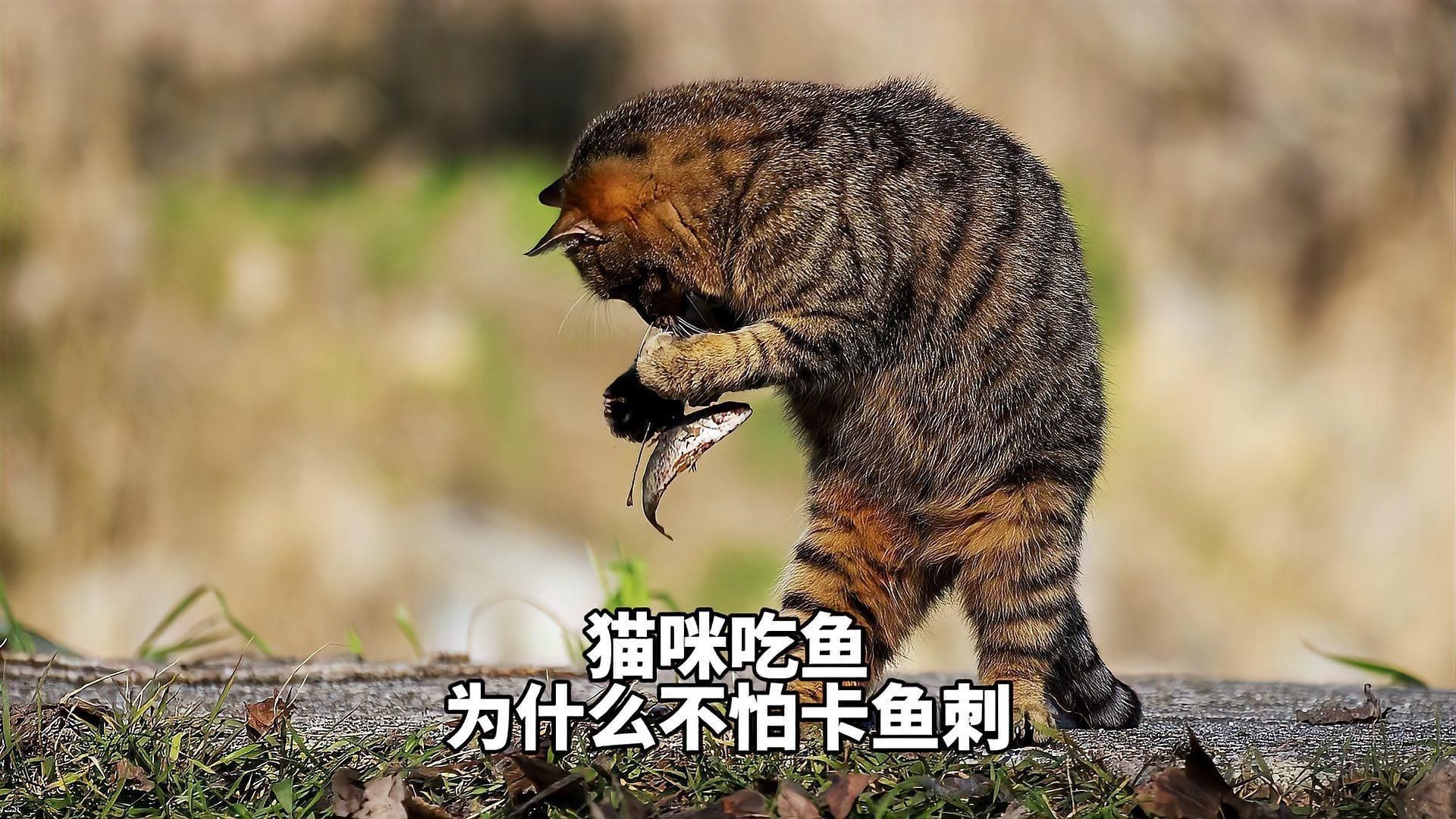 貓吃魚為什么不怕刺：貓吃魚為什么不怕魚刺