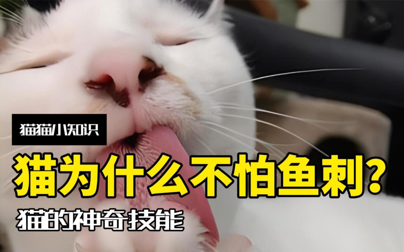 貓吃魚為什么不怕刺：貓吃魚為什么不怕魚刺
