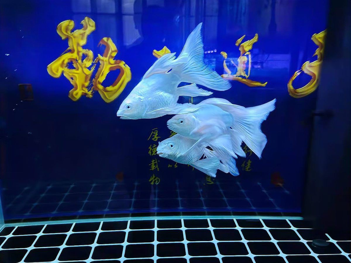 如何判斷龍魚打架的傷勢程度？：龍魚打架受傷怎么辦