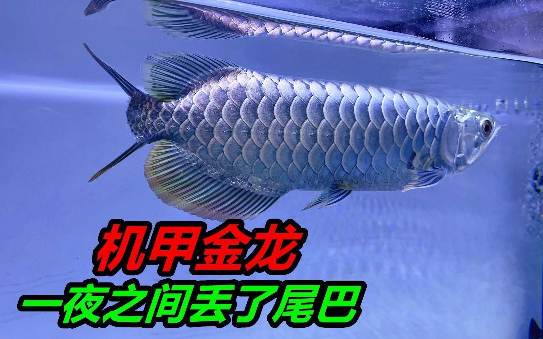 如何判斷龍魚打架的傷勢程度？：龍魚打架受傷怎么辦