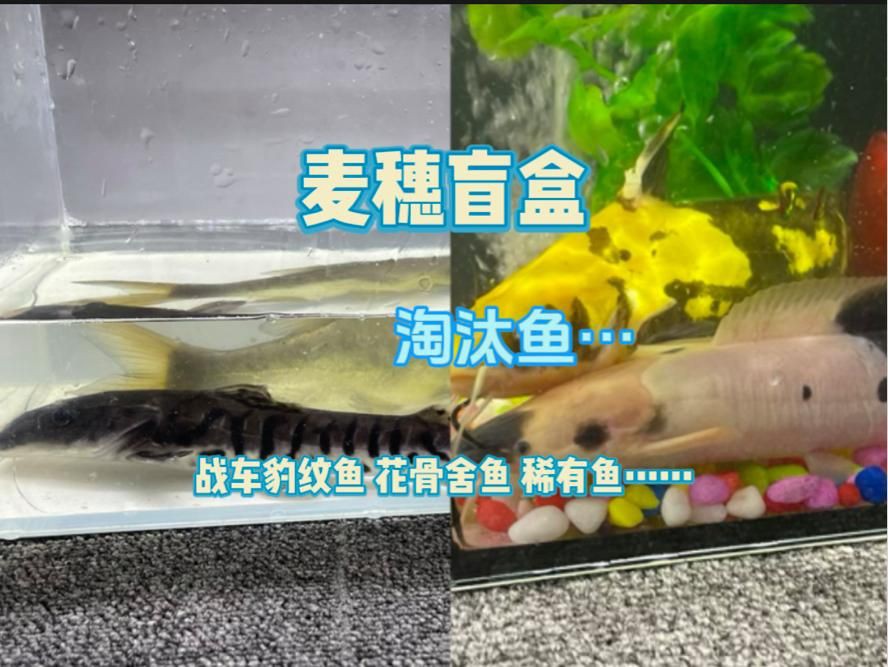 開箱淘汰魚撿漏：嗶哩嗶哩今天買了五百塊的淘汰魚，真是撿了個大漏啦