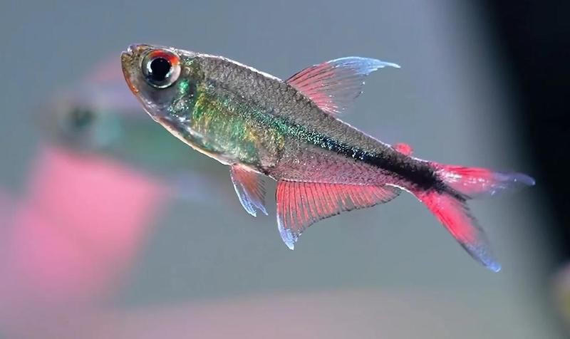 紅勾銀板魚好養活嗎：如何挑選健康的紅勾銀板魚