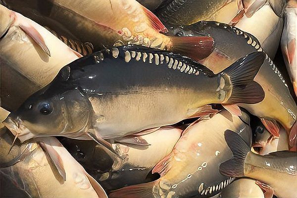 三道鱗魚市場多少錢一斤：2025年三道鱗魚價格現狀及影響因素分析