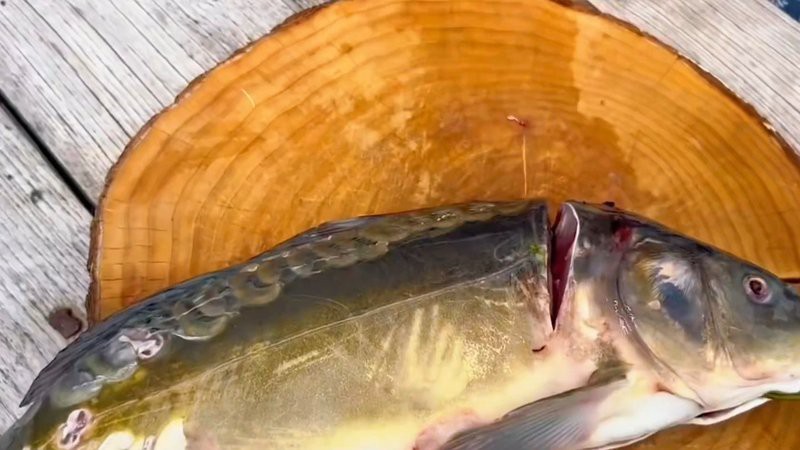 三道鱗魚市場多少錢一斤：2025年三道鱗魚價格現狀及影響因素分析