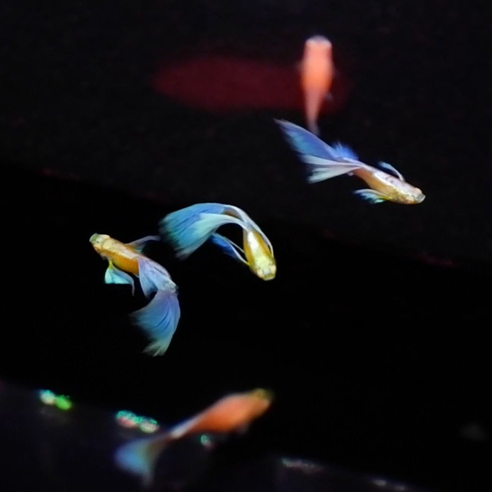 紅大勾扯旗魚最簡單做法：“紅大勾扯旗魚”的家常做法