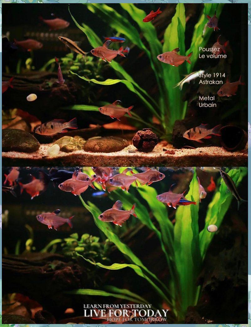 紅大勾扯旗魚最簡單做法：“紅大勾扯旗魚”的家常做法