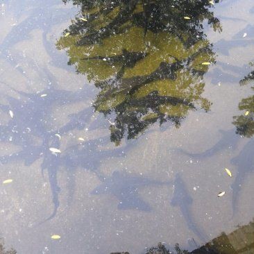 泗水鱘魚多少一斤：山東濟寧泗水縣鱘魚批發價格