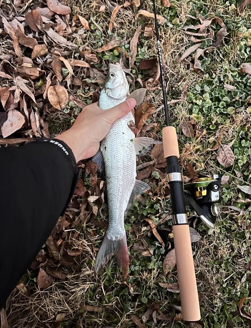 紅尾平克最怕三個東西：紅尾平克養護心得
