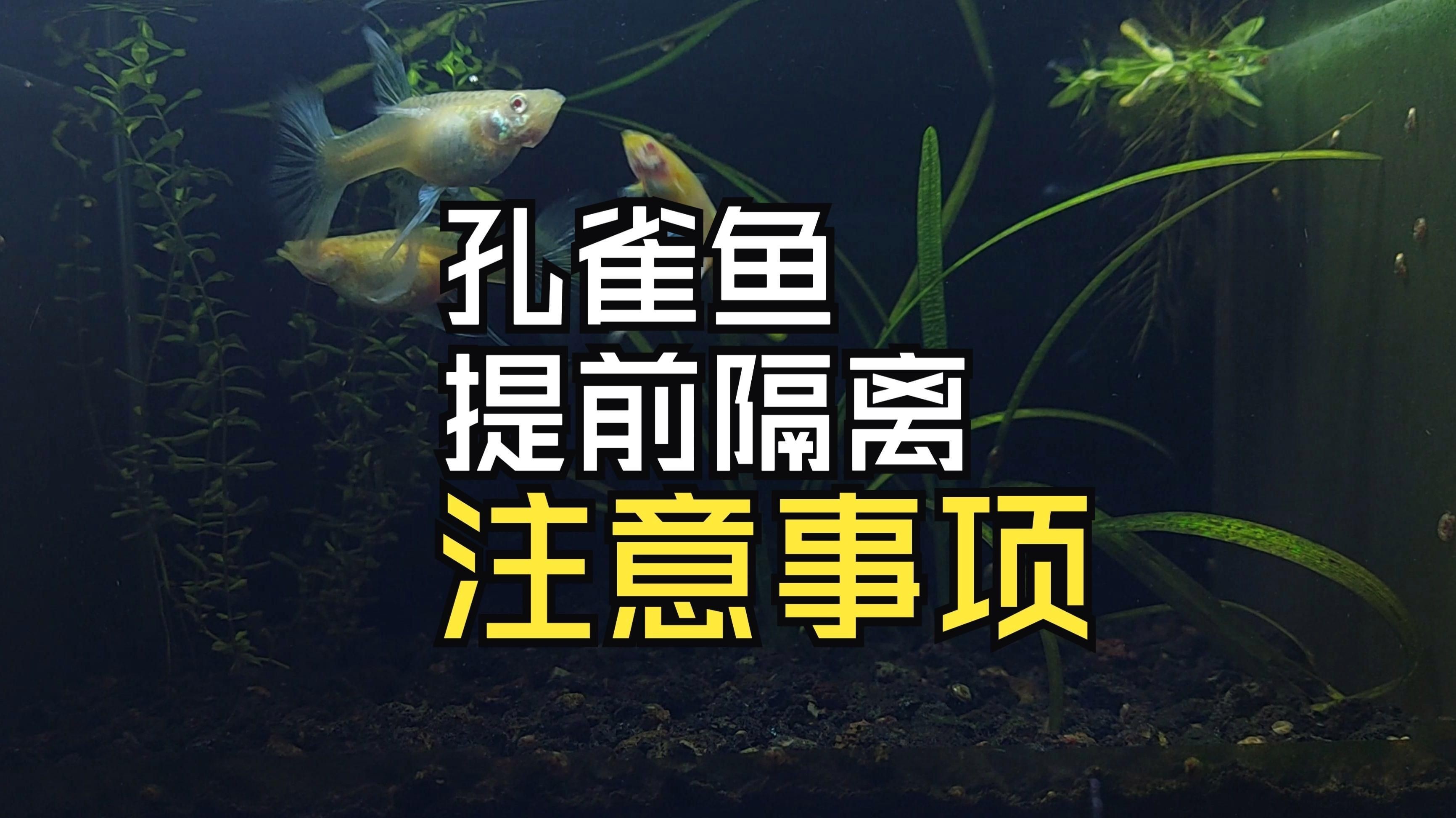 孔雀魚(yú)母魚(yú)隔離早了：孔雀魚(yú)母魚(yú)過(guò)早隔離好嗎
