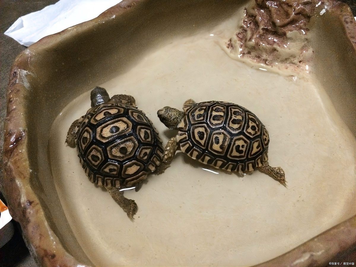 88屬龍人養龜大忌：1988年屬龍人養龜的禁忌與注意事項