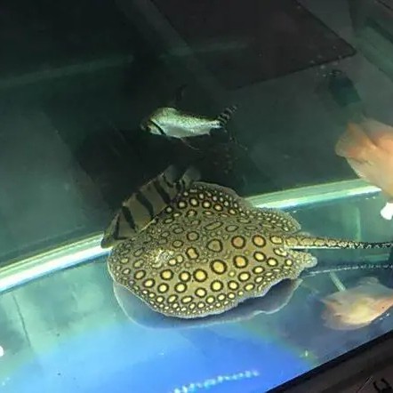 三色魚品種一覽表圖片：三色觀賞魚品種全覽