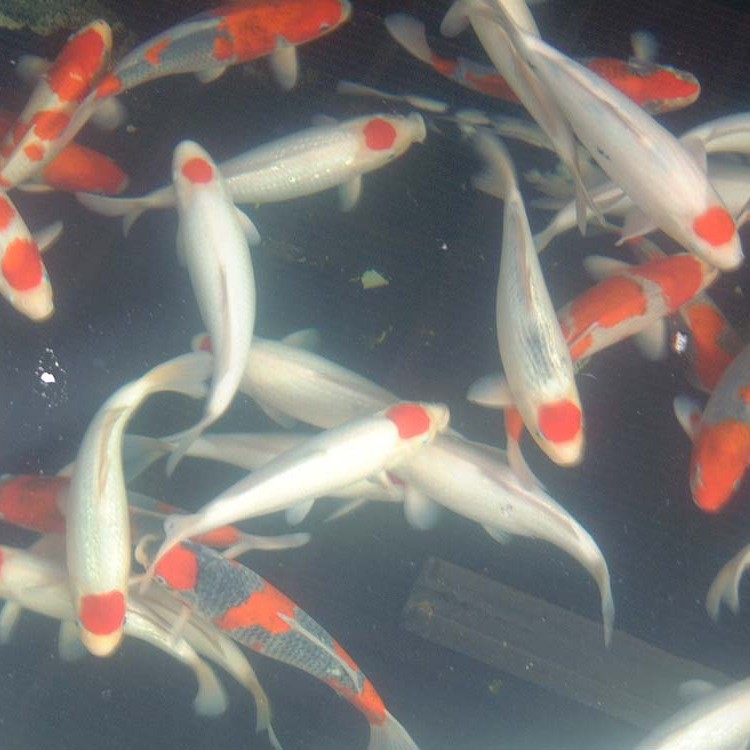 三色魚品種一覽表圖片：三色觀賞魚品種全覽