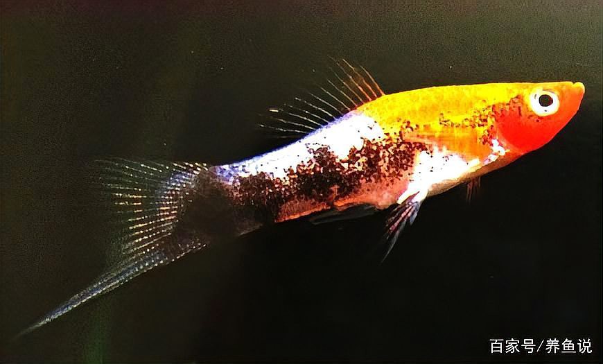 三色魚品種一覽表圖片：三色觀賞魚品種全覽