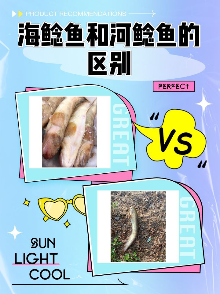 海鯰魚和鯰魚的區別:海鯰魚和淡水鯰魚(sinensis,淡水鯰魚和淡水鯰魚