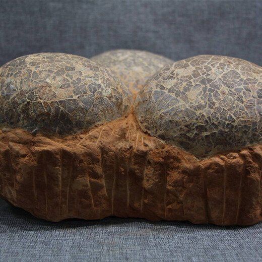 恐龍蛋化石的最新價格:恐龍蛋化石價格大揭秘 龍魚百科 第1張 恐龍蛋化石的最新價格:恐龍蛋化石價格大揭秘 恐龍蛋化石的最新價格:恐龍蛋化石價格大揭秘 龍魚百科 第1張