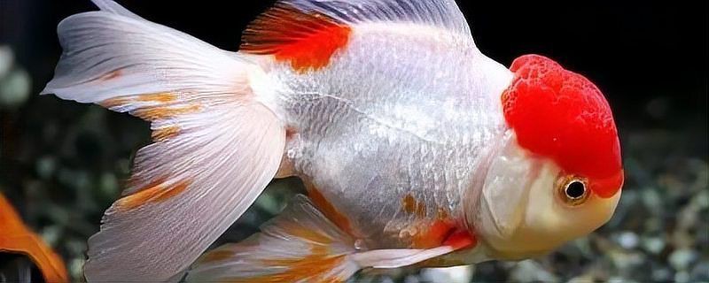 紅頭金魚好養嗎：如何判斷紅頭金魚壽命有多長