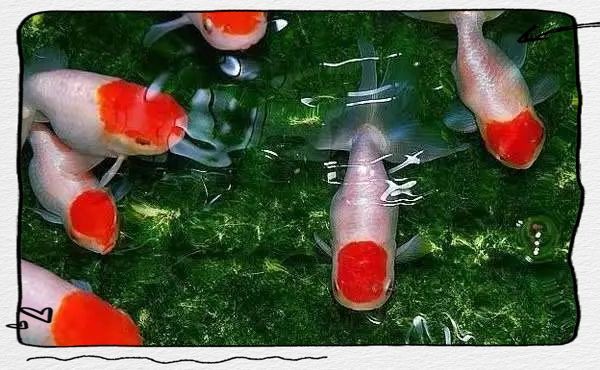 紅頭金魚好養(yǎng)嗎：如何判斷紅頭金魚壽命有多長