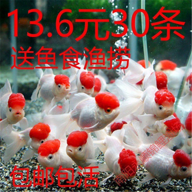 紅頭金魚好養嗎：如何判斷紅頭金魚壽命有多長