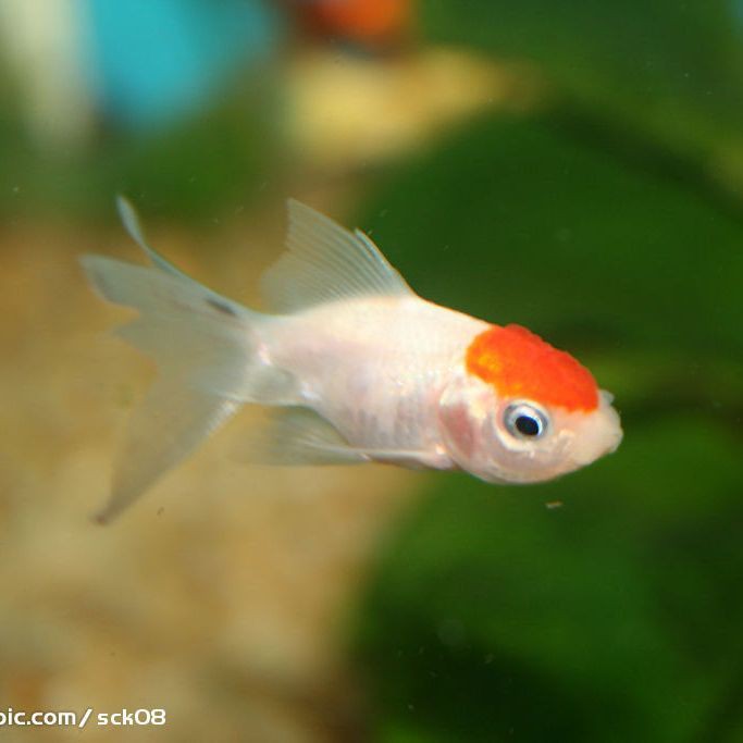 紅頭金魚好養嗎：如何判斷紅頭金魚壽命有多長