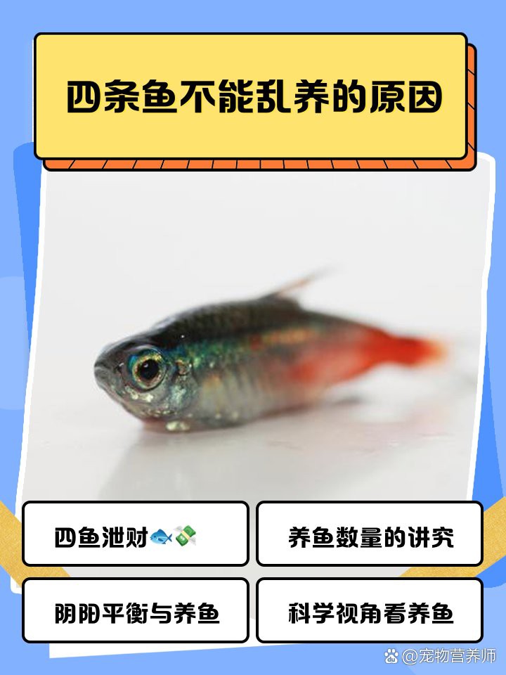 4條龍魚風(fēng)水：\