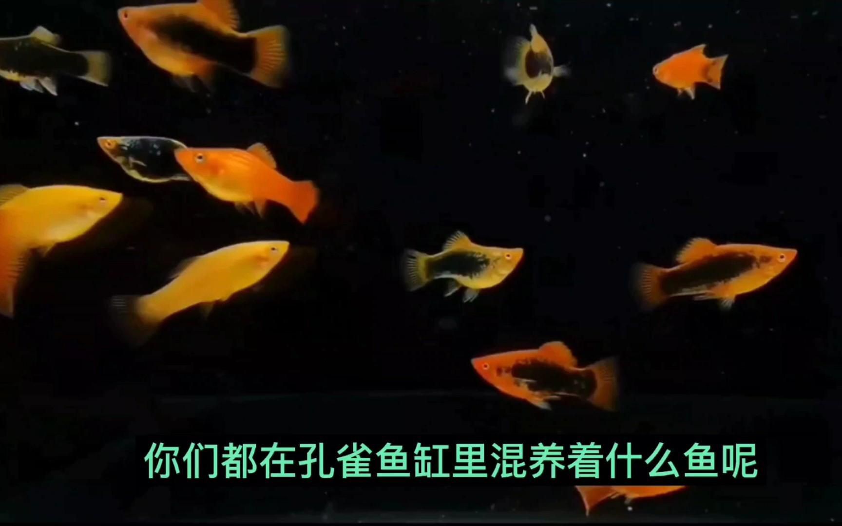孔雀魚適合和哪些魚混養？：孔雀魚適合與什么類型的魚混養和什么魚混養要注意習性和管理細節