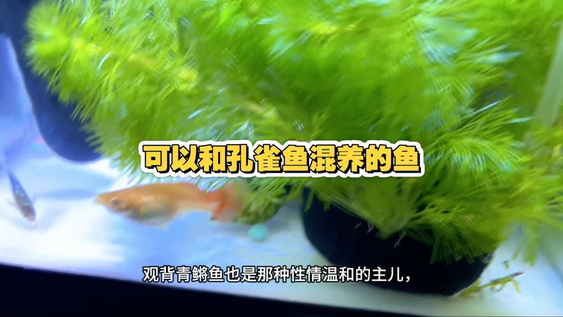 孔雀魚適合和哪些魚混養？：孔雀魚適合與什么類型的魚混養和什么魚混養要注意習性和管理細節