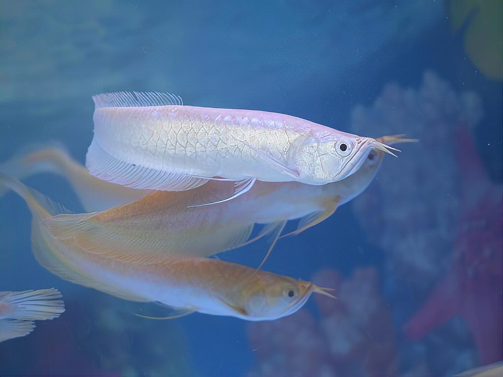 利津龍魚(yú)店：利津縣有沒(méi)有龍魚(yú)店