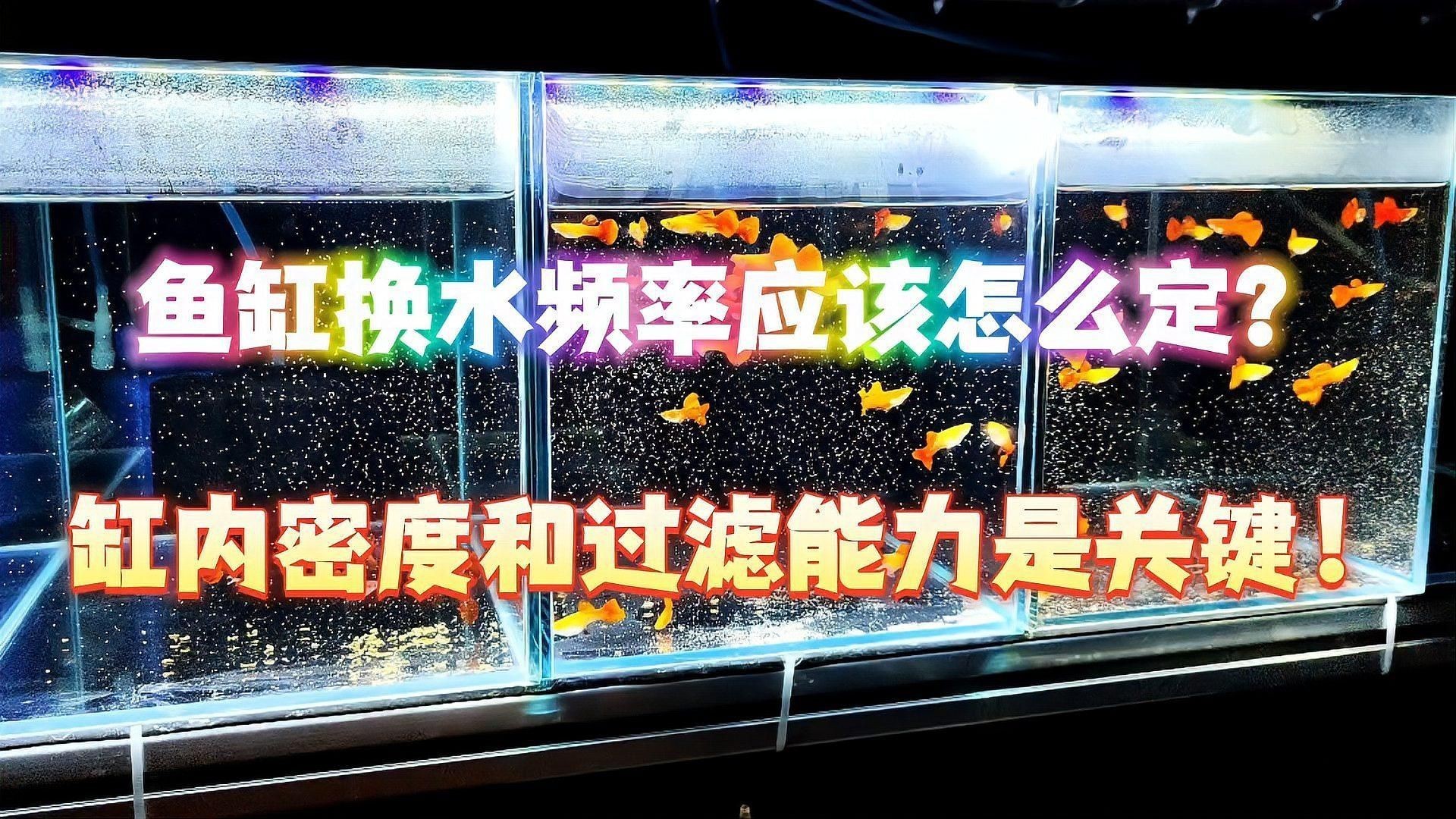 合缸后多久換一次水：合缸后的換水頻率需根據魚缸狀態、水質變化及適應情況動態調整
