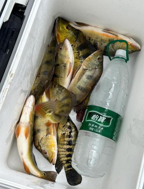 孔雀鱸魚圖片：中國釣魚人孔雀鱸（cichlaocellaris）