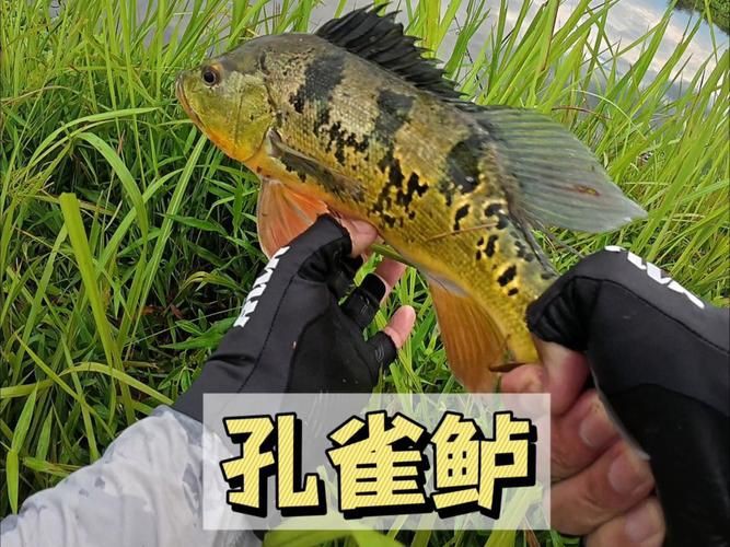 孔雀鱸魚圖片：中國釣魚人孔雀鱸（cichlaocellaris）