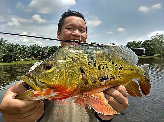 孔雀鱸魚圖片：中國釣魚人孔雀鱸（cichlaocellaris）
