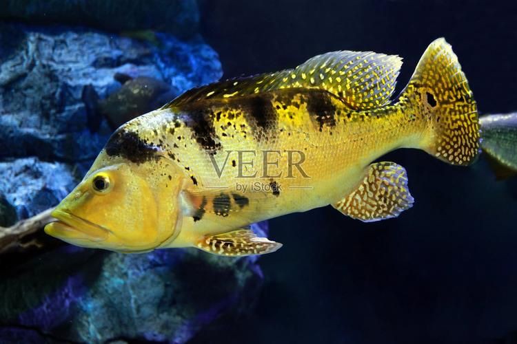 孔雀鱸魚圖片：中國釣魚人孔雀鱸（cichlaocellaris）