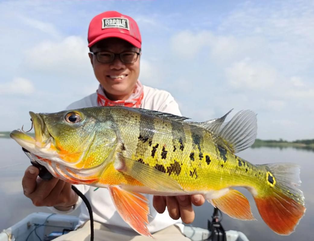 孔雀鱸魚圖片：中國釣魚人孔雀鱸（cichlaocellaris）