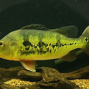 孔雀鱸魚圖片：中國釣魚人孔雀鱸（cichlaocellaris）