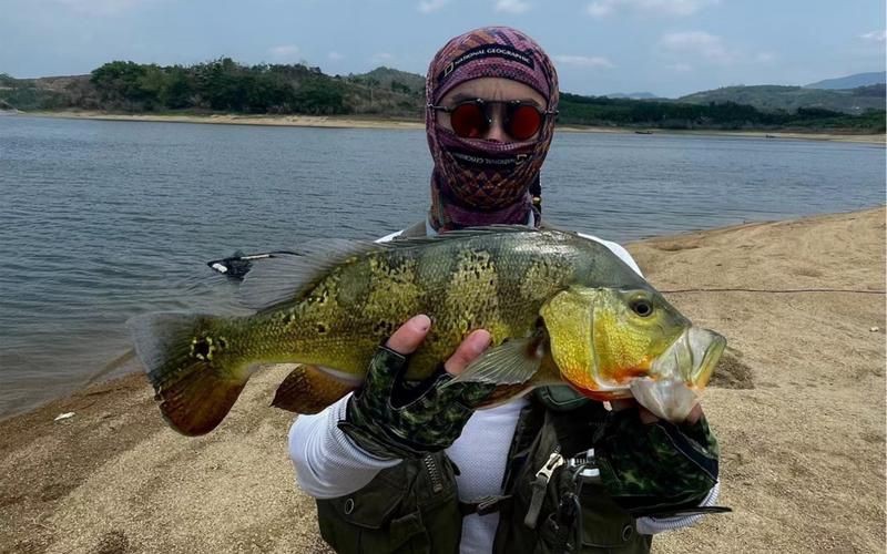 孔雀鱸魚圖片：中國釣魚人孔雀鱸（cichlaocellaris）