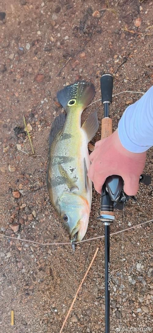 孔雀鱸魚圖片：中國釣魚人孔雀鱸（cichlaocellaris）