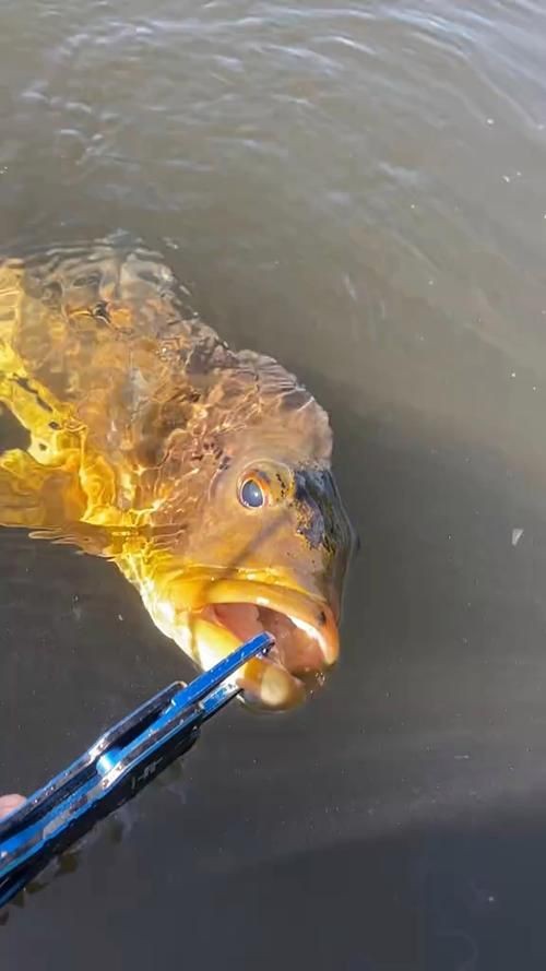 孔雀鱸魚圖片：中國釣魚人孔雀鱸（cichlaocellaris）