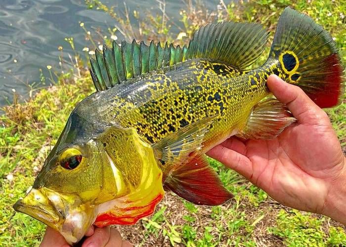 孔雀鱸魚圖片：中國釣魚人孔雀鱸（cichlaocellaris）