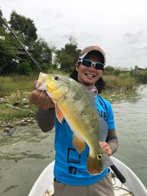 孔雀鱸魚圖片：中國釣魚人孔雀鱸（cichlaocellaris）