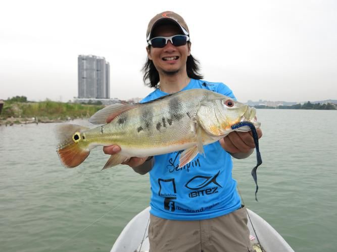 孔雀鱸魚圖片：中國釣魚人孔雀鱸（cichlaocellaris）