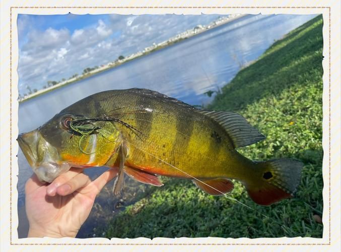 孔雀鱸魚圖片：中國釣魚人孔雀鱸（cichlaocellaris）