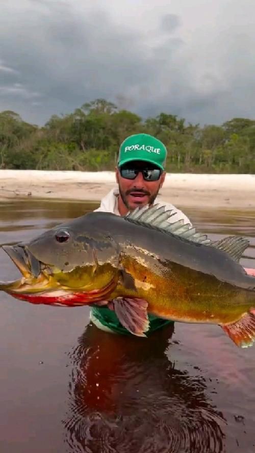 孔雀鱸魚圖片：中國釣魚人孔雀鱸（cichlaocellaris）