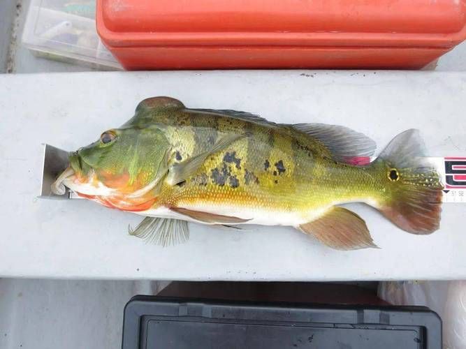 孔雀鱸魚圖片：中國釣魚人孔雀鱸（cichlaocellaris）
