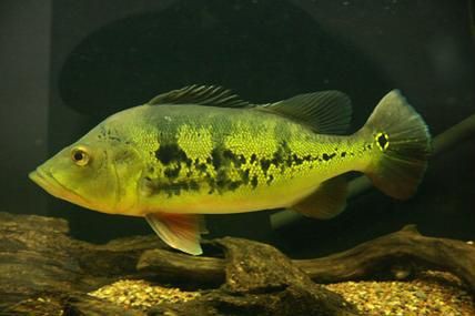 孔雀鱸魚圖片：中國釣魚人孔雀鱸（cichlaocellaris）
