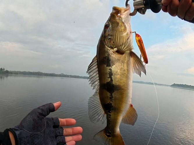 孔雀鱸魚圖片：中國釣魚人孔雀鱸（cichlaocellaris）