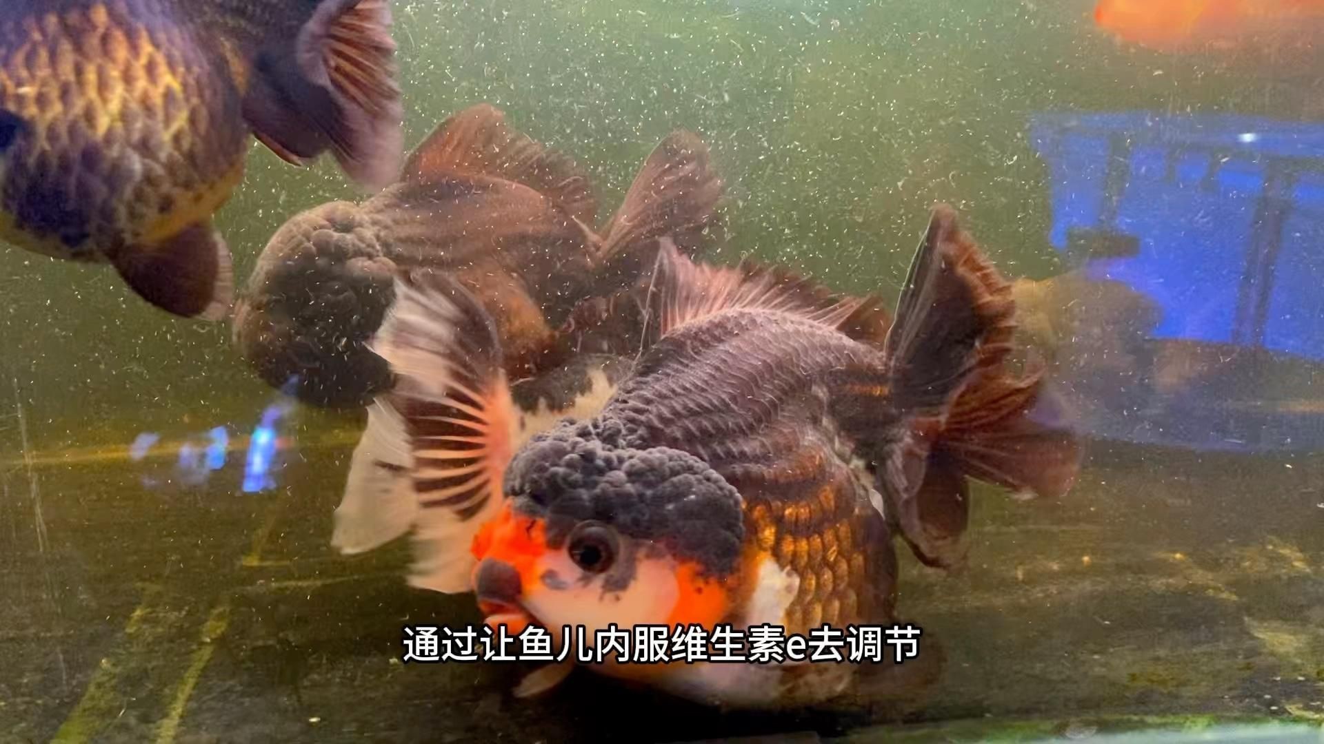 如何預防金魚炸鱗病的發生？：如何預防金魚炸鱗病