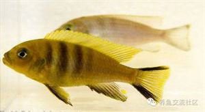 三湖慈鯛品種大全圖鑒：三湖慈鯛品種大全圖鑒：探秘非洲三大湖的瑰麗水族
